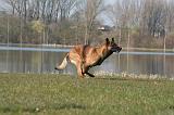 MALINOIS 1051